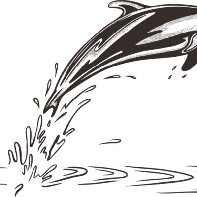 Dolphin - 25 Thumbnail